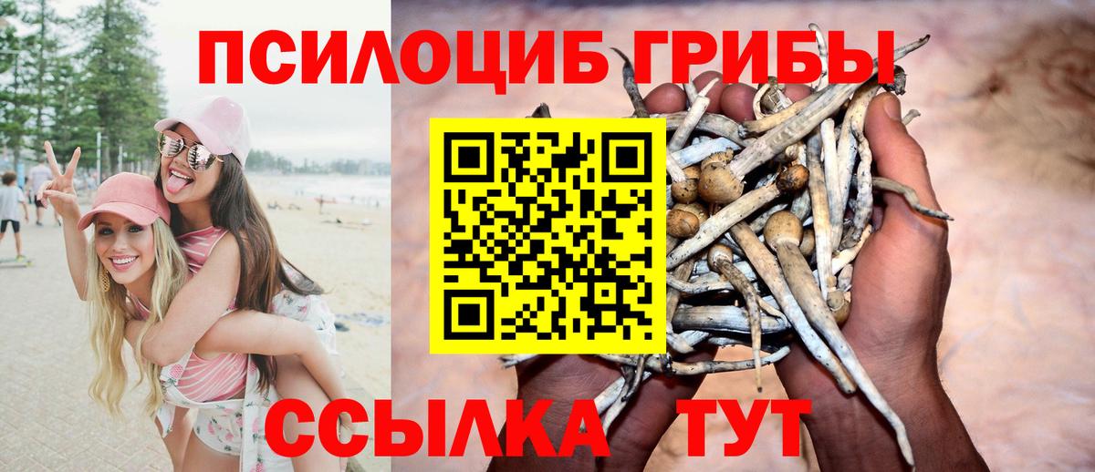 Калач-на-Дону  Псилоцибиновые грибы прущие грибы  Вход с VPN  Псилоцибиновые грибы Psilocybe 
